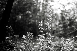 Nikon FE2